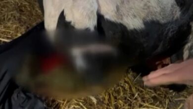 عاجل | بعد دخوله حديقتها في ساكاريا.. جار يقطع ذيل عجل جارته بفأس والنيابة تحقق