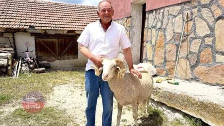 خاروف يهرب بعد بيعه ويعود الى صاحبه قاطعا مسافة 30 كم في تركيا
