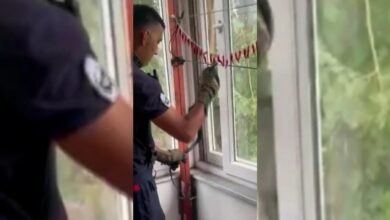 ثعبان يعلق بين أجزاء نافذة في منزل بهاتاي التركية.. والفرق تعيده إلى موطنه الطبيعي