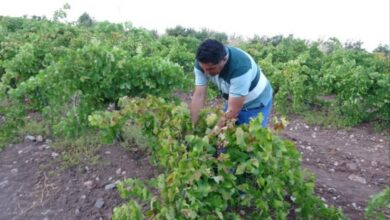 عنب التجفيف في ملاطية يبلغ 600 ليرة للكيلوغرام.. والطلب ينهي المحصول سريعًا