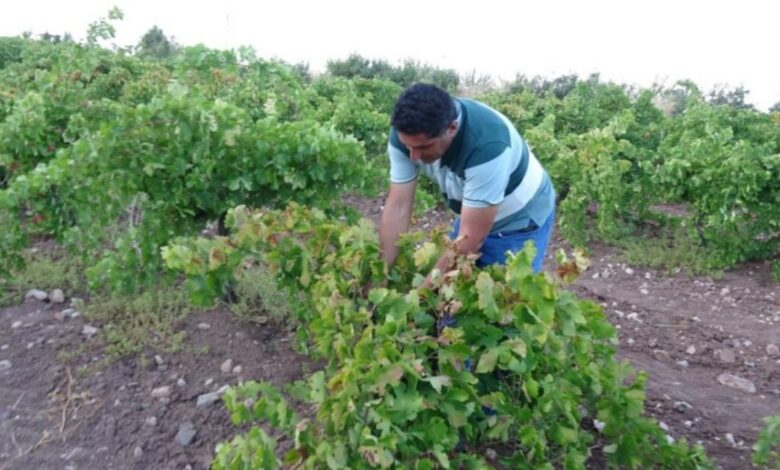 عنب التجفيف في ملاطية يبلغ 600 ليرة للكيلوغرام.. والطلب ينهي المحصول سريعًا