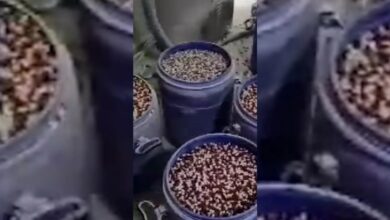 عاجل | مليار ليرة داخل معملي مخدرات.. 5 موقوفين في مانيسا ومرسين