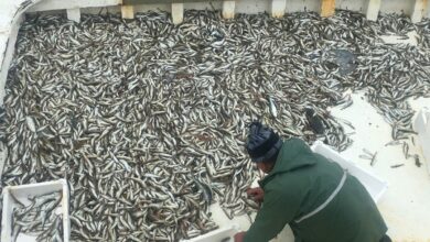 عاجل | بعد رفع حظر الصيد.. صيادو سينوب يحصدون 20 صندوقًا من سمك المزغيط في أول رحلة