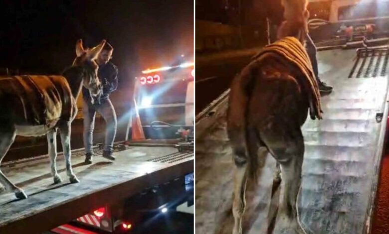 حمار ضال يصل طريق البروتوكول في أنقرة.. والشرطة تنقله لموقف الحجز وصاحبه يدفع 1246 ليرة لاستعادته