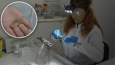 بمنطقة البحر الأسود.. افتتاح أول مركز في تركيا لتربية العقارب واستخراج سمومها