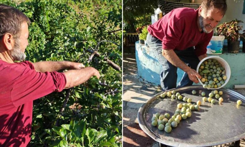 حصاد برقوق فيغاني إفندي ينطلق في مانيسا.. شجرة من شبه جزيرة مورا وراء 138 عامًا من الإنتاج