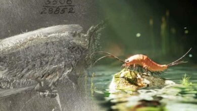أحفورة تكساس تكشف أن انتقال الحشرات إلى اليابسة كان تدريجيًا