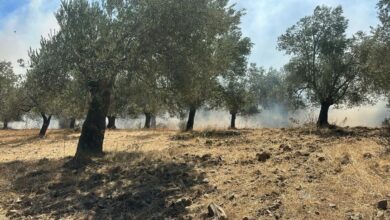 عاجل | مروحية تشارك في إخماد حريق اندلع ببستان زيتون في باليكسير