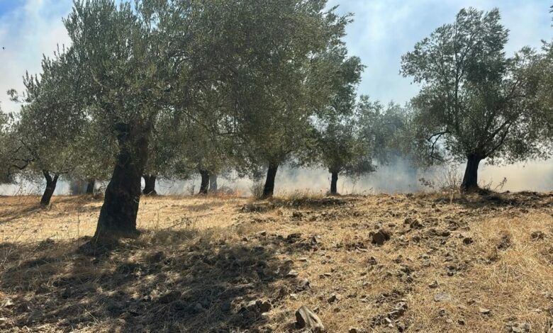 عاجل | مروحية تشارك في إخماد حريق اندلع ببستان زيتون في باليكسير