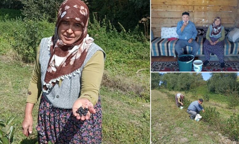 بدعم حكومي، زوجان في ولاية سامسون التركية يحصدان أولى ثمار الأرونيا بعد عامين