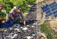 عنب ملاطية المجفف في تركيا يبيع الكيلو بـ600 ليرة.. وتجار يحجزون المحصول منذ العام الماضي