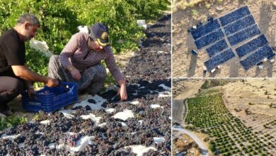 عنب ملاطية المجفف في تركيا يبيع الكيلو بـ600 ليرة.. وتجار يحجزون المحصول منذ العام الماضي