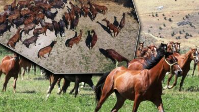 13 مهرًا تحطم الرقم القياسي في مزاد خيول عربية بإسطنبول.. أحدها بيع بـ8.75 مليون ليرة