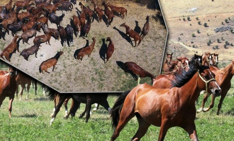 13 مهرًا تحطم الرقم القياسي في مزاد خيول عربية بإسطنبول.. أحدها بيع بـ8.75 مليون ليرة