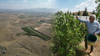 في Afyonkarahisar.. مدرس متقاعد يحوّل أرضًا قاحلة إلى بستان يضم 4 آلاف شجرة