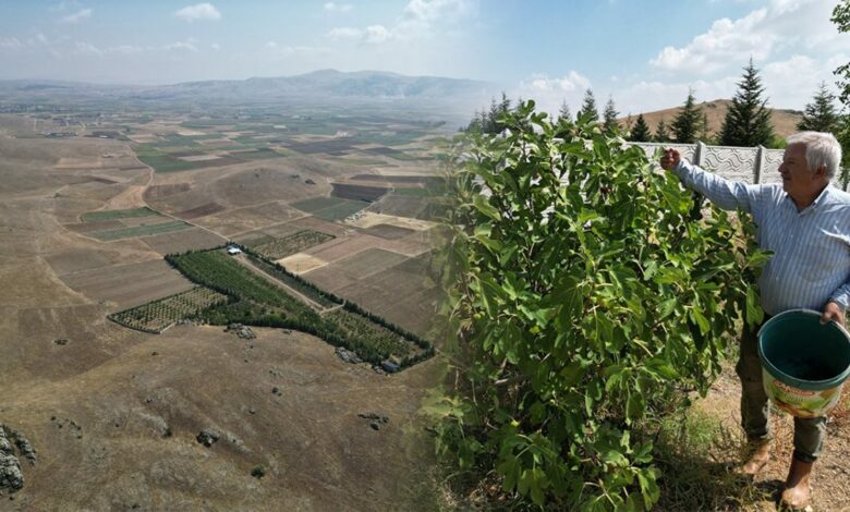 في Afyonkarahisar.. مدرس متقاعد يحوّل أرضًا قاحلة إلى بستان يضم 4 آلاف شجرة