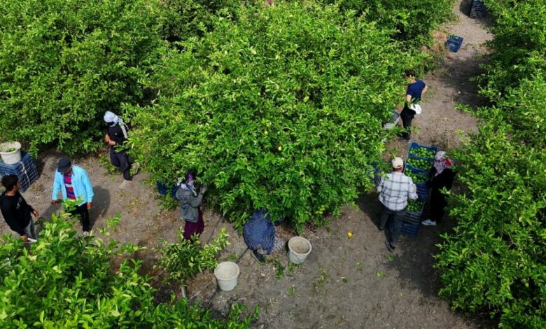أضنة تبدأ حصاد 710 آلاف طن من الليمون.. لكن طريق التصدير إلى روسيا وأوكرانيا متوقف
