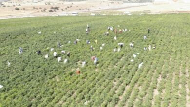 حصاد فلفل مرعش ينطلق في تركيا بإنتاج متوقع 30 ألف طن وسعر يصل إلى 200 ليرة للكيلوغرام