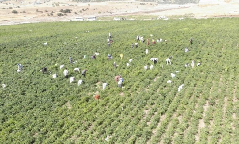 حصاد فلفل مرعش ينطلق في تركيا بإنتاج متوقع 30 ألف طن وسعر يصل إلى 200 ليرة للكيلوغرام