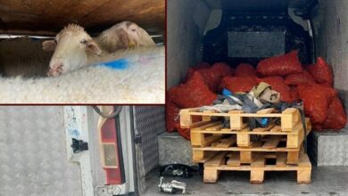 ضبط 2 طن و280 كيلوغرامًا من بلح البحر و156 رأسًا بلا أوراق في صقاريا التركية.. وغرامات بـ229 ألف ليرة