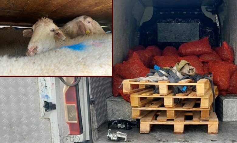 ضبط 2 طن و280 كيلوغرامًا من بلح البحر و156 رأسًا بلا أوراق في صقاريا التركية.. وغرامات بـ229 ألف ليرة