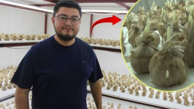 بعدما ساد اعتقاد بأنه لا ينمو فيها.. قيصري التركية تستعد لأول حصاد زعفران داخل منشأة مغلقة