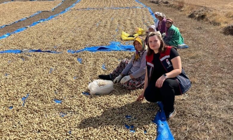 الفول السوداني يتوسع في أدرنة التركية.. حصاد 1400 دونم يبدأ الآن