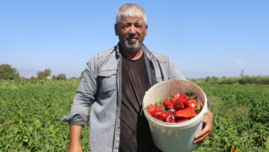 فلفل كابيا في هاتاي التركية يباع بـ20 ليرة في الحقل.. كيف يصل إلى 100 عند بائع الخضار؟