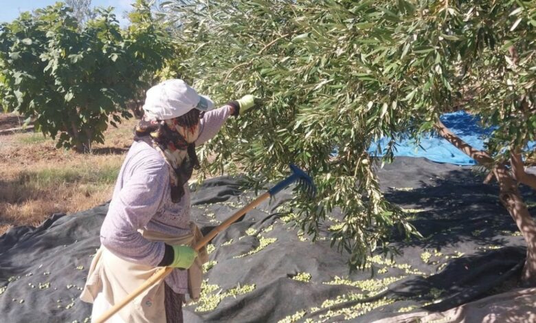 حصاد الزيتون يبدأ في مرسين التركية مع توقع 300 ألف طن.. والأسعار أقل من العام الماضي