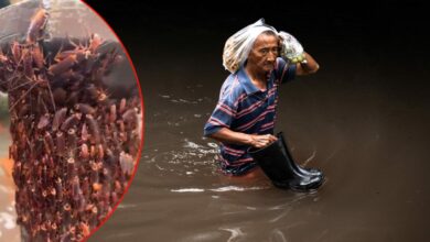 فيضانات بانكوك تقتل 4 أشخاص وتؤثر في 700 ألف.. الصراصير تصعد إلى الجدران هربًا من المياه