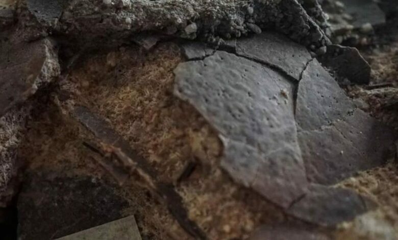 عش ديناصورات في البرتغال يحفظ ترتيب نحو 10 بيضات منذ 150 مليون عام.. والصدف قد تكشف مصير الصغار