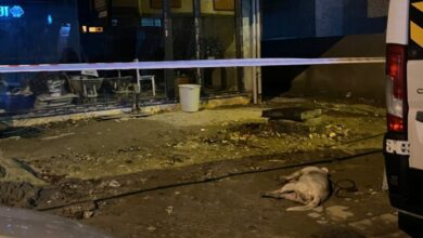 صعقة كهربائية من الأرض تقتل كلبًا في إسطنبول وتصيب صاحبه أثناء إنقاذه