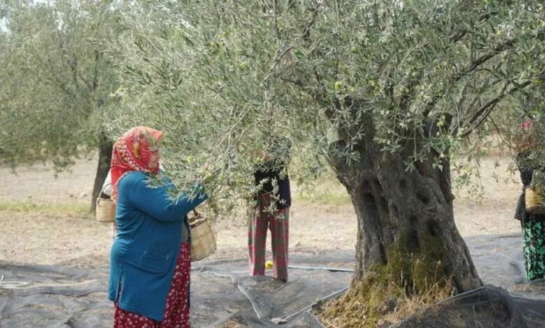 الأندلس تحظر حصاد الزيتون ليلًا بعد رصد 8 آلاف طائر بين الأشجار