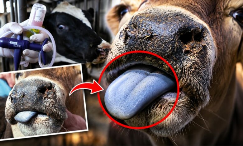 تفشي «اللسان الأزرق» في إنجلترا يتجاوز حصيلة 3 مواسم.. والحرارة تدفعه شمالًا