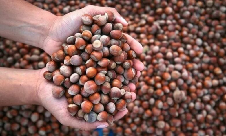 تركيا تجني 192 مليون دولار من صادرات البندق خلال شهر واحد