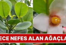 تلتقط ثاني أكسيد الكربون ليلًا.. دراسة تكشف 3 استراتيجيات لتوفير الماء لدى أشجار «كلوسيا»