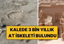 هيكل حصان شبه مكتمل دُفن قبل 3 آلاف عام في قلعة مصرية.. وأجزاء التسخير تلمّح إلى مهمته