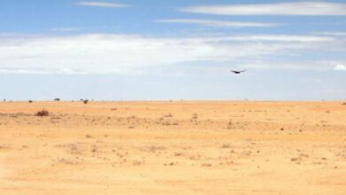 أمطار إعصارين رفعت أعداد الجراد 8 آلاف مرة ومهّدت لغزوه شرق أفريقيا