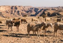 من 15 كبشًا بريًا إلى قطيع من المئات.. كيف صنعت الحوافر واحات في الصحراء؟