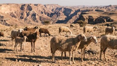 من 15 كبشًا بريًا إلى قطيع من المئات.. كيف صنعت الحوافر واحات في الصحراء؟