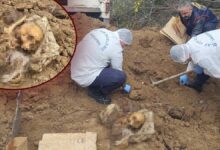 عظام يُعتقد أنها تعود لرجل اختفى قبل 20 عامًا تقود إلى توقيف أسرته في كيرشهير التركية