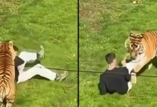 مصرع شخص بعد دخوله منطقة النمور المغلقة في متنزه بريطاني.. وكيف دخلها لا يزال مجهولًا