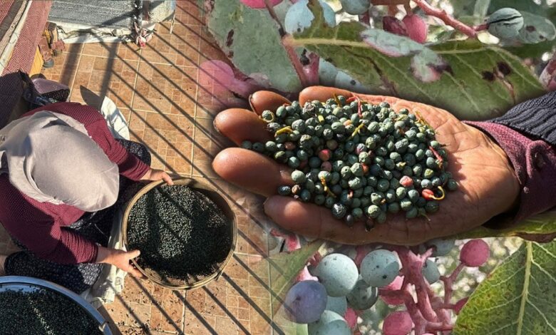 ثمرة المننغيتش تدعم دخل قرى أنطاليا.. 3 كيلوغرامات منها تنتج كيلوغرامًا من الزيت