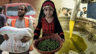 رغم تضرر الأراضي.. مزارعو غزة ينقلون ما تبقى من الزيتون إلى معاصر الزوايدة