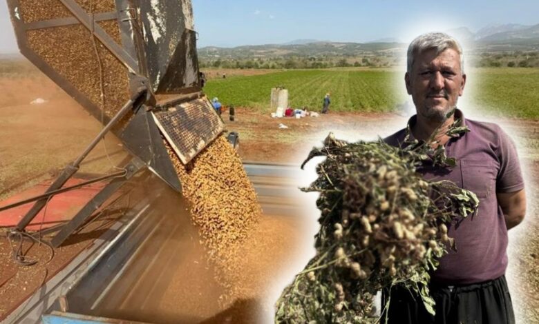 حصاد الفول السوداني ينعش مزارعي عثمانية.. 450 كيلوغرامًا للدونم وسعر الحقل