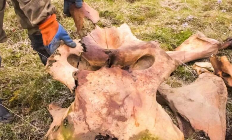 هيكل ديناصور في مونتانا قد يُباع بـ9 ملايين دولار.. كيف قد يؤثر بيعه في معاشات التقاعد؟