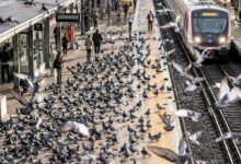 بوسطن تدرس صقورًا مدرّبة لطرد الحمام من محطات القطارات.. وتجربة مماثلة تعمل في 12 محطة