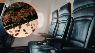 لدغات ركاب تكشف بقّ الفراش على طائرة «كانتاس» وتلغي رحلة العودة