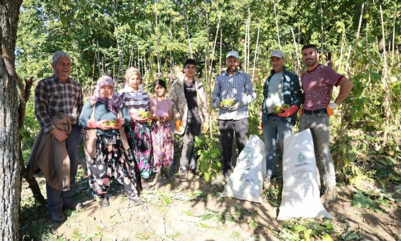 تأخر حصاد الكستناء 15 يومًا في أيدين.. والبَرَد يزيد قلق المنتجين