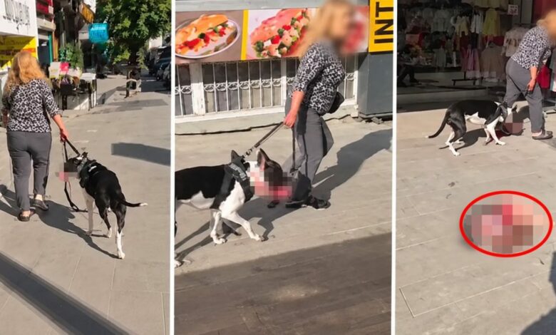 «ماذا أفعل؟ هذا كلب».. غرامة 95 ألف ليرة على مالكة بيتبول بعد قتله قطة في إسطنبول التركية